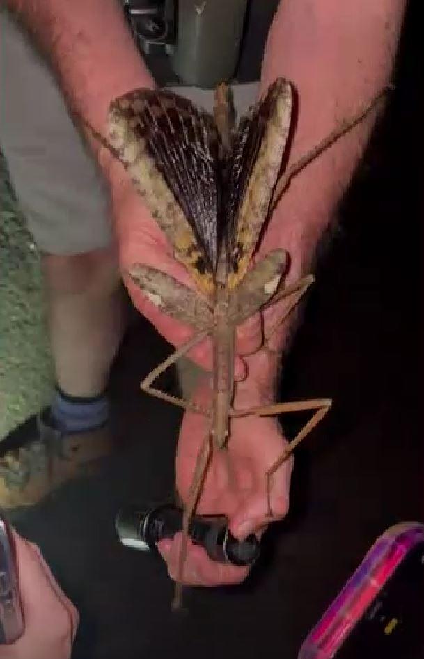 Specie rară de insectă-băț, descoperită în Australia: Are o greutate mai mare decât cea a gândacului-rinocer 994900