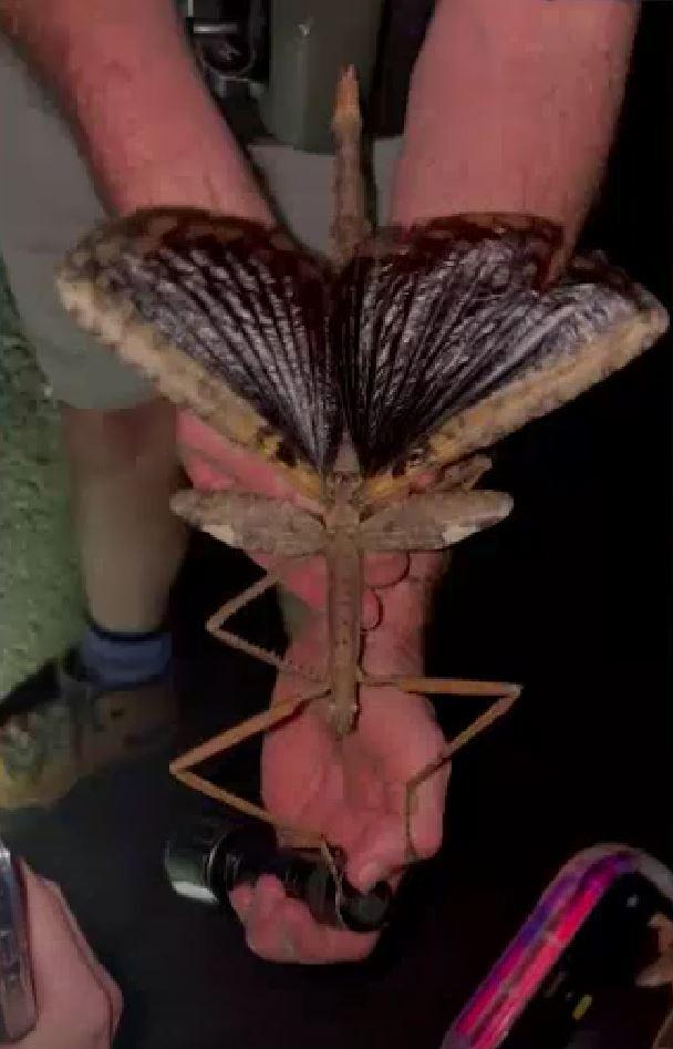 Specie rară de insectă-băț, descoperită în Australia: Are o greutate mai mare decât cea a gândacului-rinocer 994901