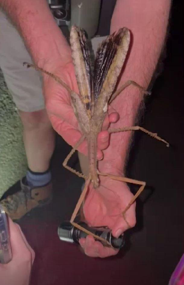 Specie rară de insectă-băț, descoperită în Australia: Are o greutate mai mare decât cea a gândacului-rinocer 994902