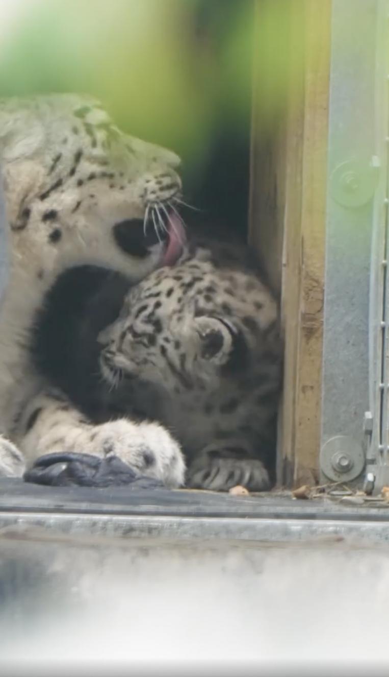 Un pui de leopard de zăpadă rar s-a născut la o grădină zoologică din UK. O cameră ascunsă l-a filmat pe „pufos” când făcea primii pași 994855