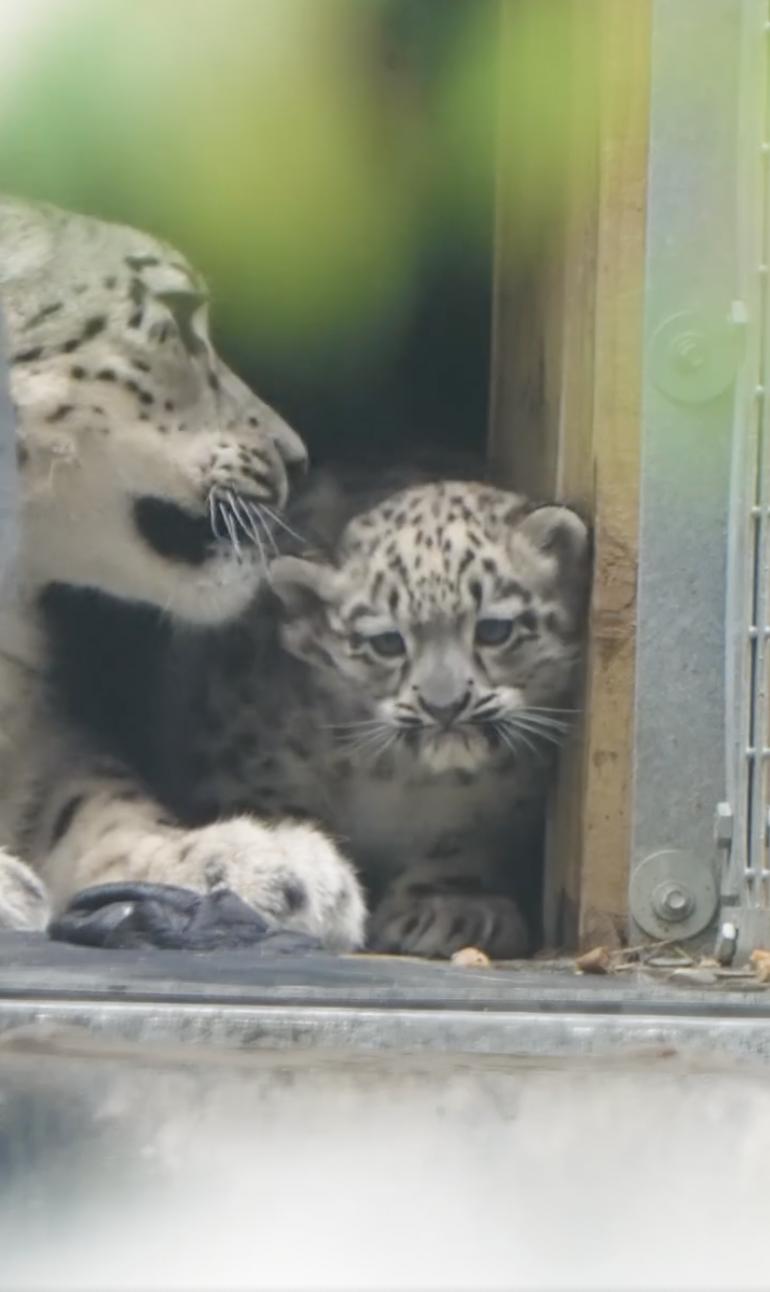 Un pui de leopard de zăpadă rar s-a născut la o grădină zoologică din UK. O cameră ascunsă l-a filmat pe „pufos” când făcea primii pași 994856
