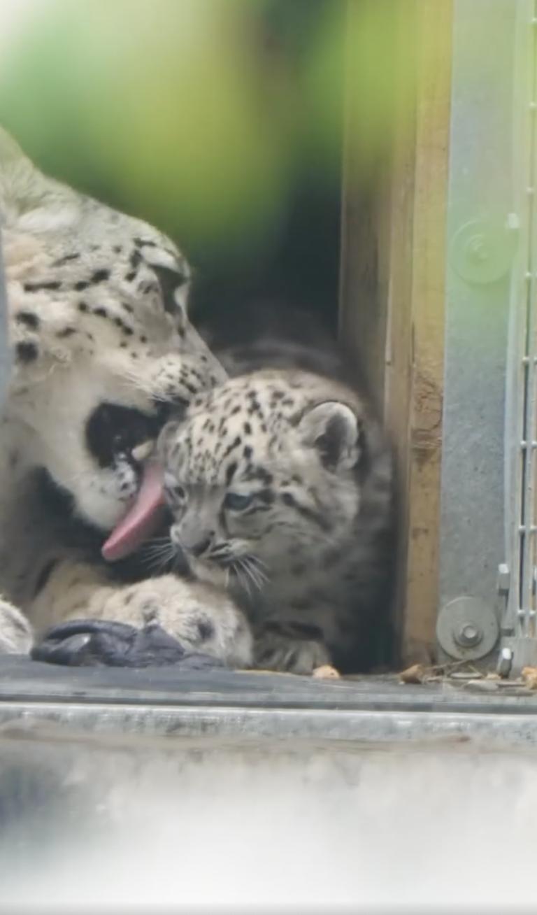 Un pui de leopard de zăpadă rar s-a născut la o grădină zoologică din UK. O cameră ascunsă l-a filmat pe „pufos” când făcea primii pași 994857