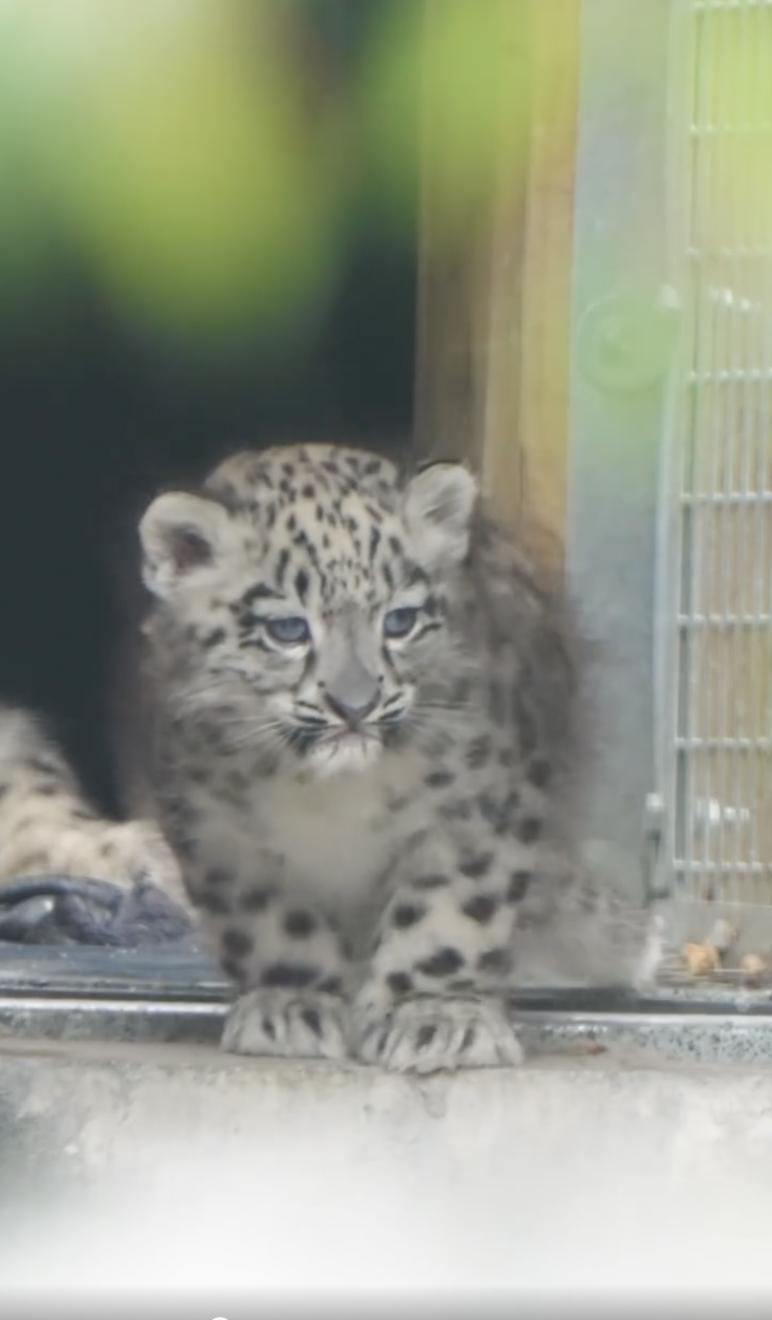 Un pui de leopard de zăpadă rar s-a născut la o grădină zoologică din UK. O cameră ascunsă l-a filmat pe „pufos” când făcea primii pași 994858