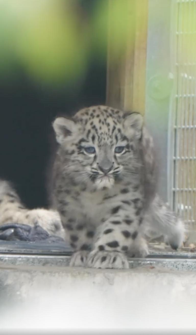 Un pui de leopard de zăpadă rar s-a născut la o grădină zoologică din UK. O cameră ascunsă l-a filmat pe „pufos” când făcea primii pași 994859