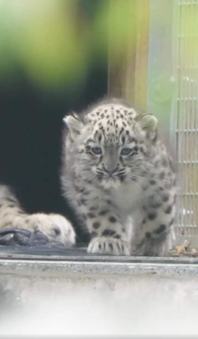 Un pui de leopard de zăpadă rar s-a născut la o grădină zoologică din UK. O cameră ascunsă l-a filmat pe „pufos” când făcea primii pași 994860