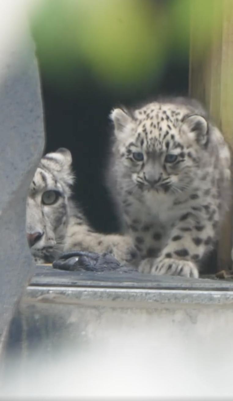 Un pui de leopard de zăpadă rar s-a născut la o grădină zoologică din UK. O cameră ascunsă l-a filmat pe „pufos” când făcea primii pași 994861