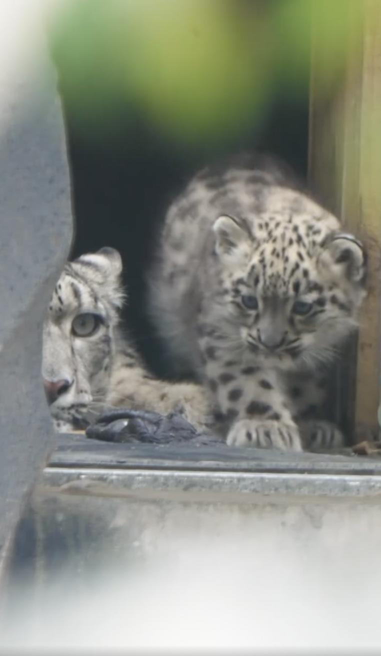 Un pui de leopard de zăpadă rar s-a născut la o grădină zoologică din UK. O cameră ascunsă l-a filmat pe „pufos” când făcea primii pași 994862