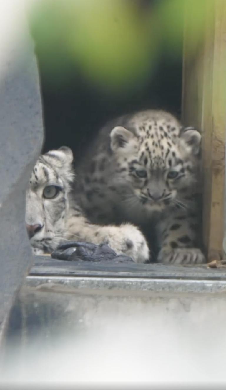 Un pui de leopard de zăpadă rar s-a născut la o grădină zoologică din UK. O cameră ascunsă l-a filmat pe „pufos” când făcea primii pași 994863