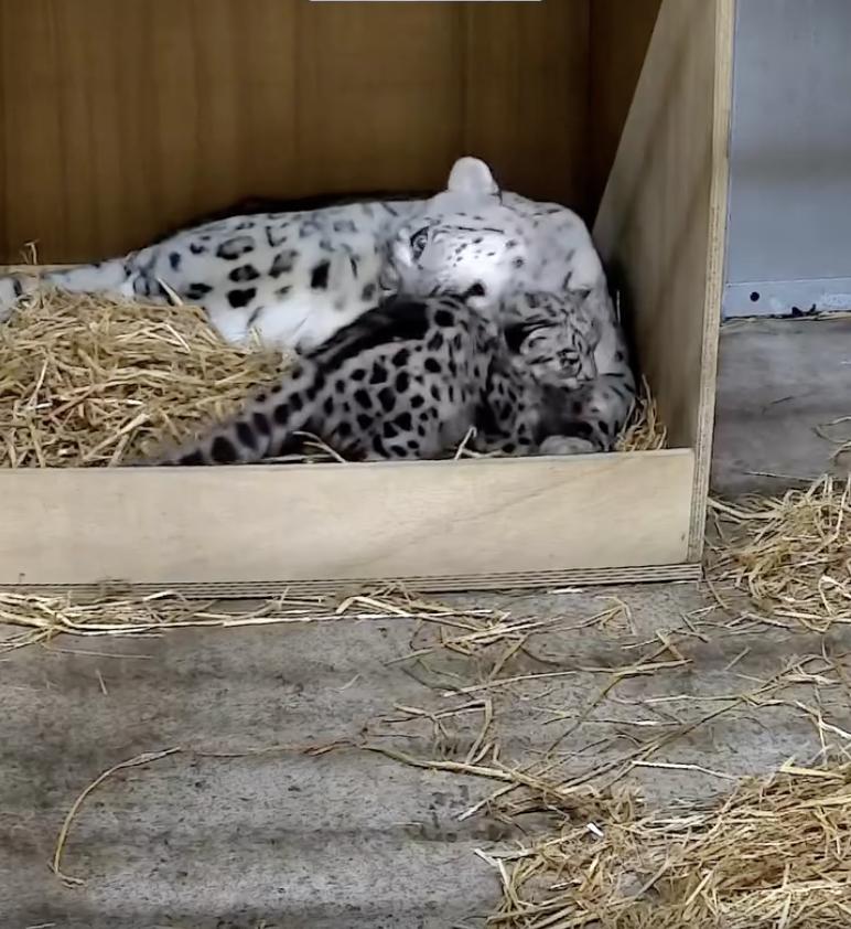 Un pui de leopard de zăpadă rar s-a născut la o grădină zoologică din UK. O cameră ascunsă l-a filmat pe „pufos” când făcea primii pași 994864