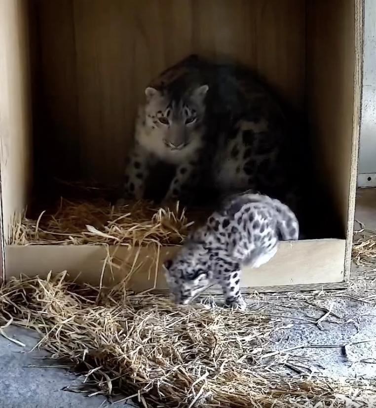 Un pui de leopard de zăpadă rar s-a născut la o grădină zoologică din UK. O cameră ascunsă l-a filmat pe „pufos” când făcea primii pași 994866
