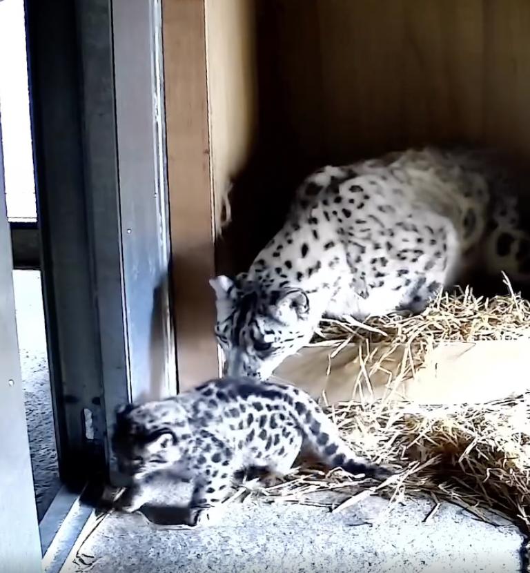 Un pui de leopard de zăpadă rar s-a născut la o grădină zoologică din UK. O cameră ascunsă l-a filmat pe „pufos” când făcea primii pași 994867