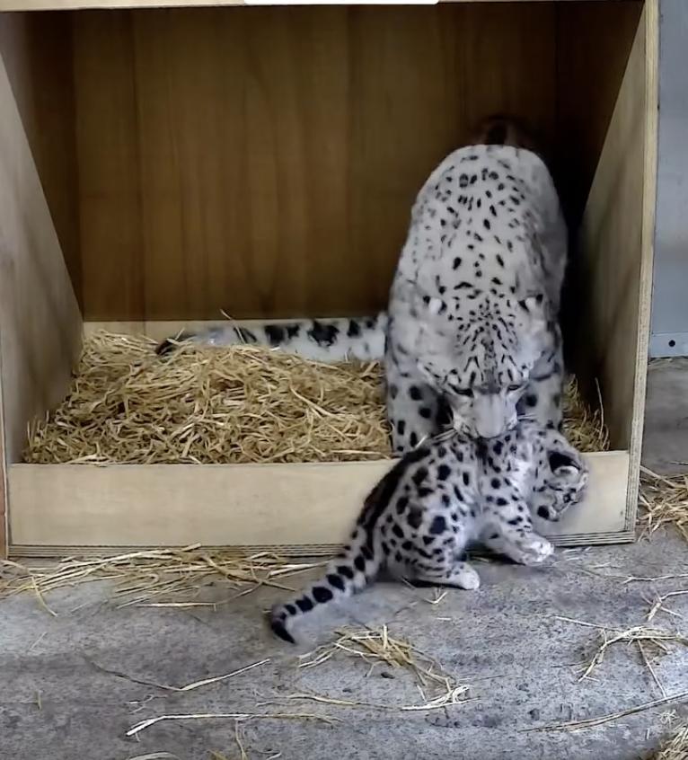 Un pui de leopard de zăpadă rar s-a născut la o grădină zoologică din UK. O cameră ascunsă l-a filmat pe „pufos” când făcea primii pași 994868