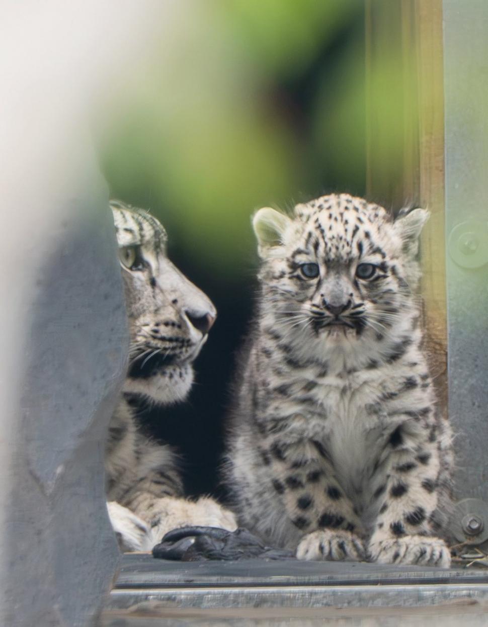 Un pui de leopard de zăpadă rar s-a născut la o grădină zoologică din UK. O cameră ascunsă l-a filmat pe „pufos” când făcea primii pași 994870