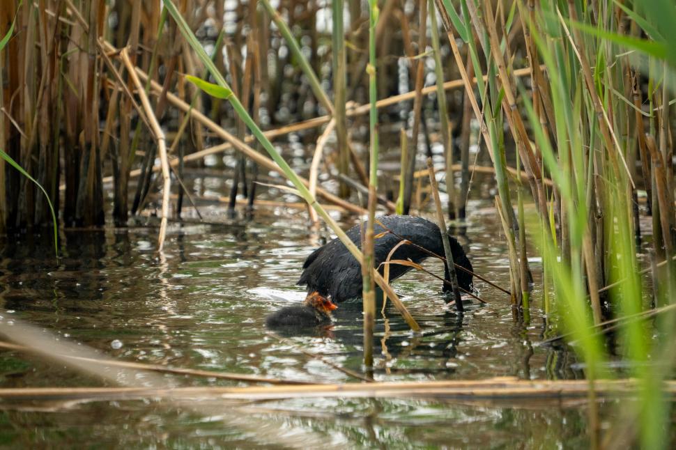Prima arie naturală protejată de interes local din București. Cum arată Parcul Pajiştea Petricani 995263