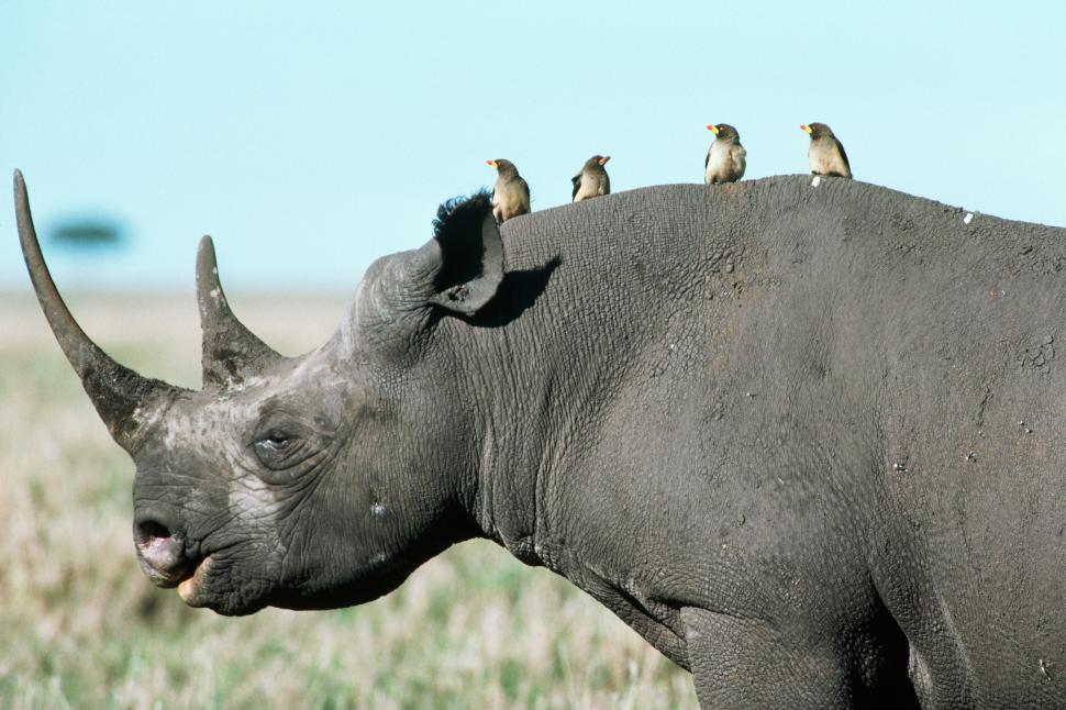 Rinocerii devin radioactivi. Cum vrea Africa de Sud să oprească braconajul și să-i prindă pe traficanți 995390