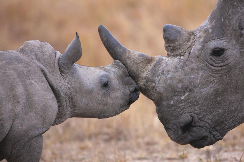 Rinocerii devin radioactivi. Cum vrea Africa de Sud să oprească braconajul și să-i prindă pe traficanți 995392