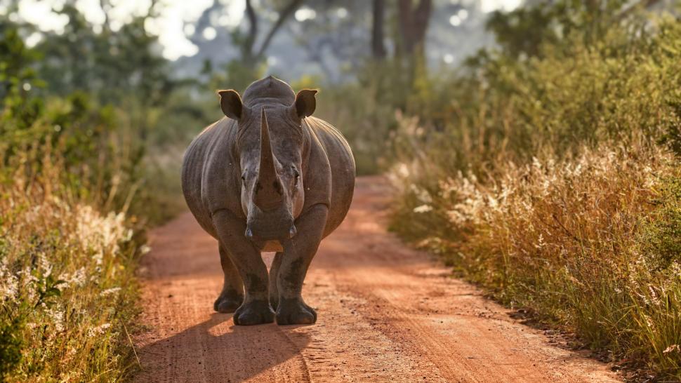 Rinocerii devin radioactivi. Cum vrea Africa de Sud să oprească braconajul și să-i prindă pe traficanți 995394