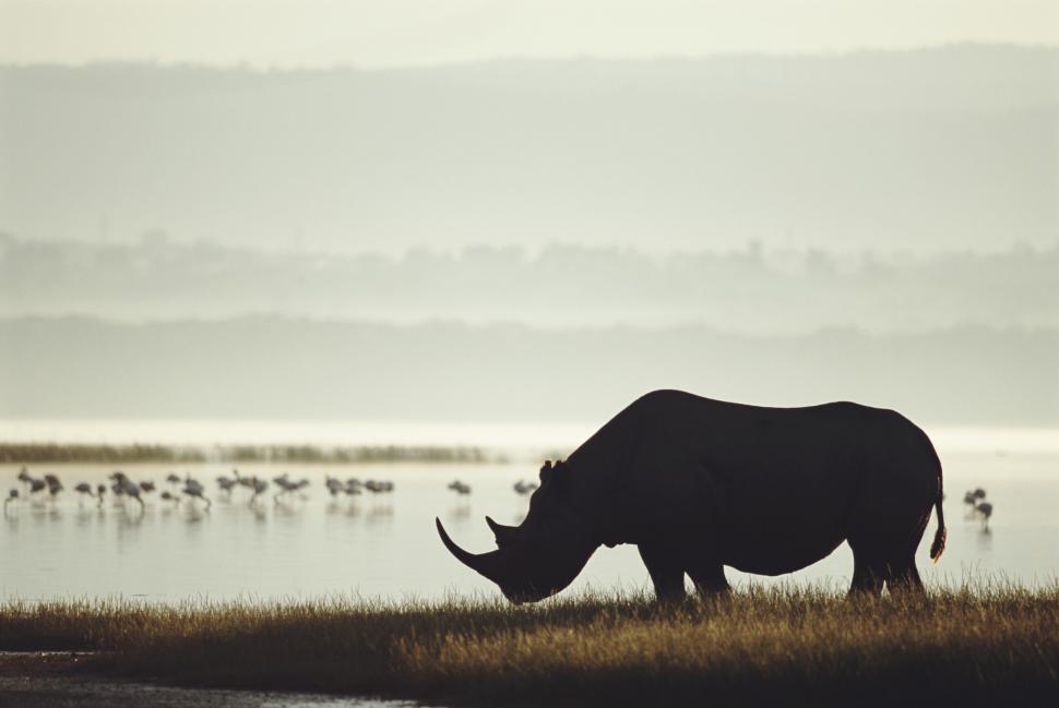 Rinocerii devin radioactivi. Cum vrea Africa de Sud să oprească braconajul și să-i prindă pe traficanți 995395