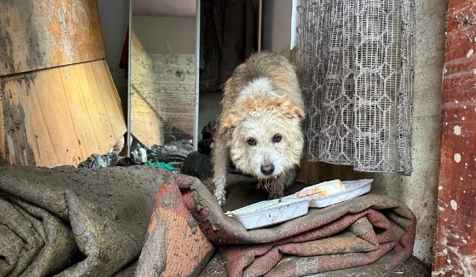 Povestea emoţionantă a lui Lăbuș din Broșteni, câinele care şi-a așteptat zile în şir familia printre ruine după inundaţii 995858