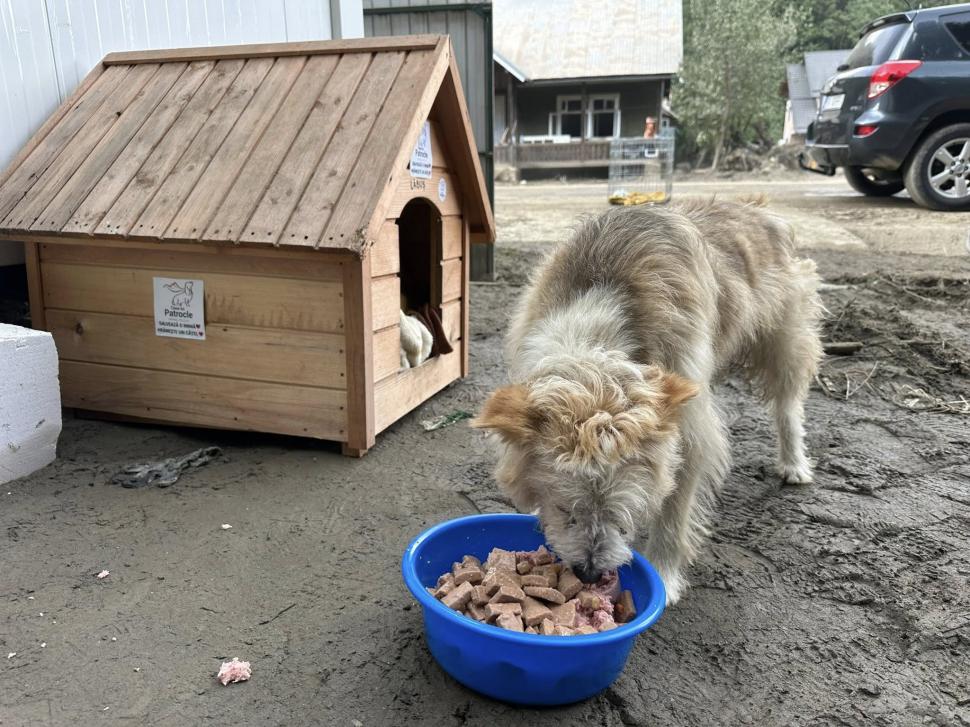Povestea emoţionantă a lui Lăbuș din Broșteni, câinele care şi-a așteptat zile în şir familia printre ruine după inundaţii 995859