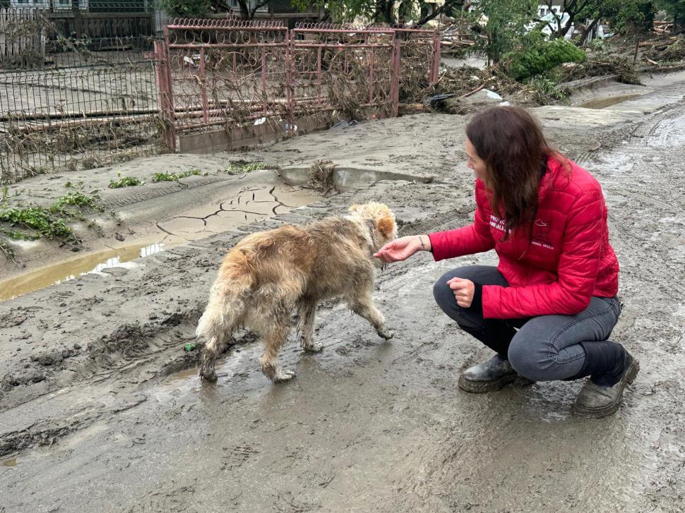 Povestea emoţionantă a lui Lăbuș din Broșteni, câinele care şi-a așteptat zile în şir familia printre ruine după inundaţii 995861