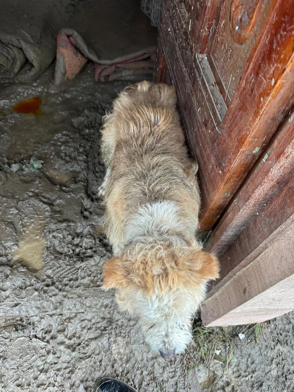 Povestea emoţionantă a lui Lăbuș din Broșteni, câinele care şi-a așteptat zile în şir familia printre ruine după inundaţii 995862