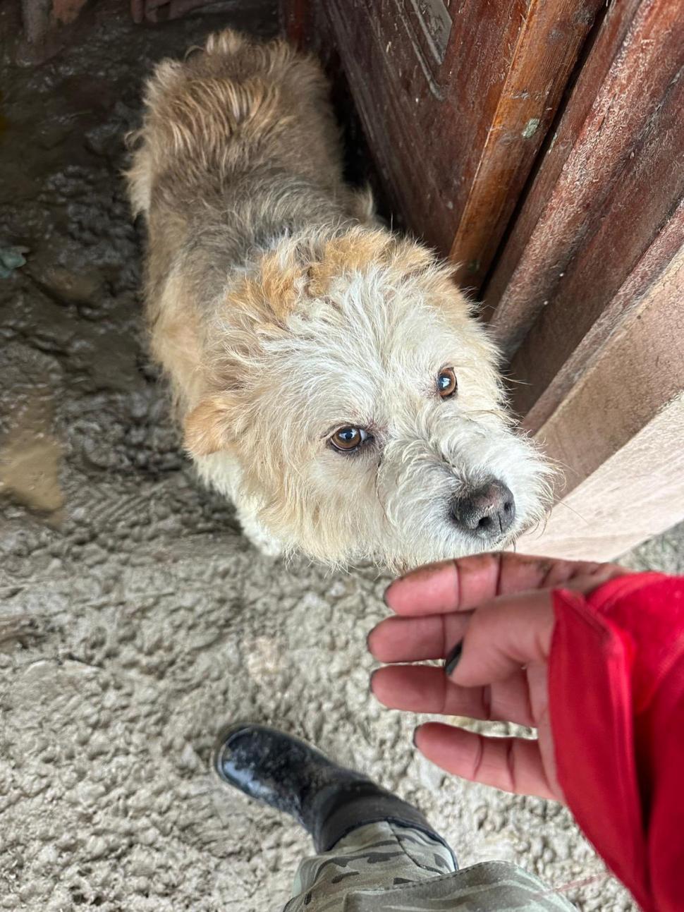 Povestea emoţionantă a lui Lăbuș din Broșteni, câinele care şi-a așteptat zile în şir familia printre ruine după inundaţii 995863