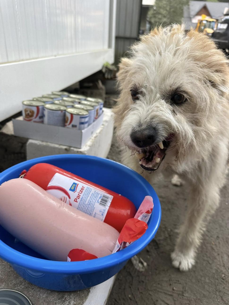 Povestea emoţionantă a lui Lăbuș din Broșteni, câinele care şi-a așteptat zile în şir familia printre ruine după inundaţii 995864