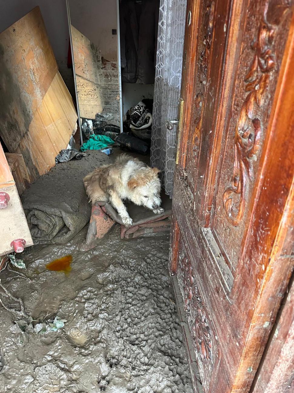 Povestea emoţionantă a lui Lăbuș din Broșteni, câinele care şi-a așteptat zile în şir familia printre ruine după inundaţii 995865