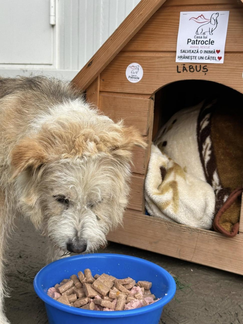 Povestea emoţionantă a lui Lăbuș din Broșteni, câinele care şi-a așteptat zile în şir familia printre ruine după inundaţii 995866
