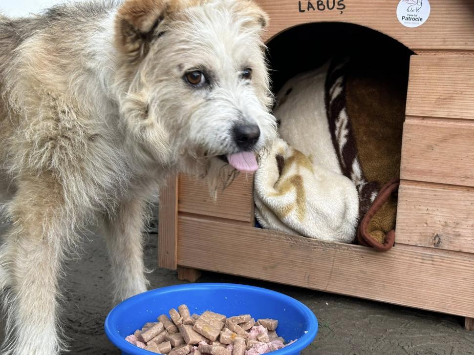 Povestea emoţionantă a lui Lăbuș din Broșteni, câinele care şi-a așteptat zile în şir familia printre ruine după inundaţii 995867