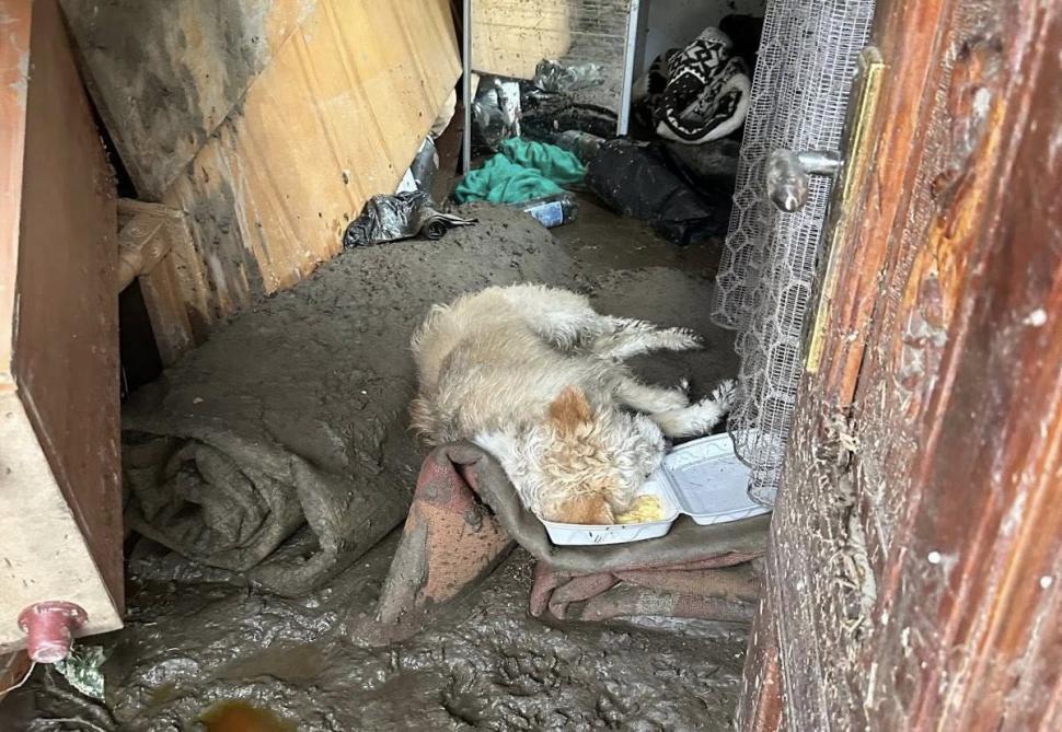 Povestea emoţionantă a lui Lăbuș din Broșteni, câinele care şi-a așteptat zile în şir familia printre ruine după inundaţii 995868