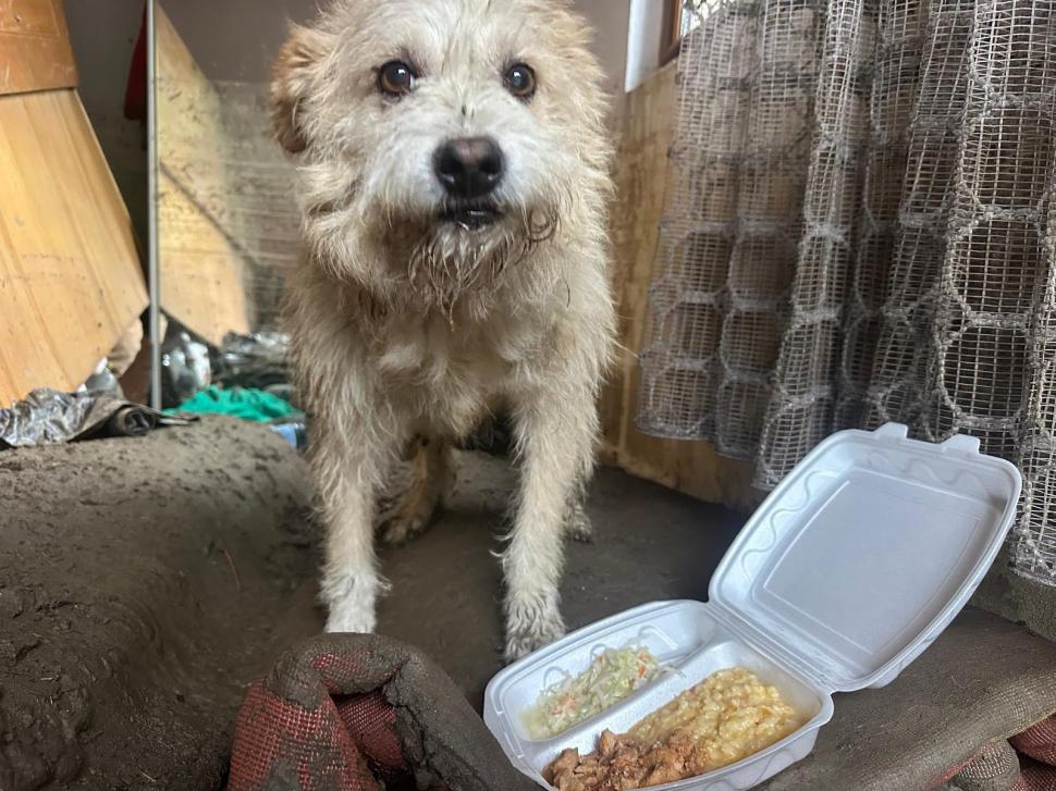 Povestea emoţionantă a lui Lăbuș din Broșteni, câinele care şi-a așteptat zile în şir familia printre ruine după inundaţii 995869