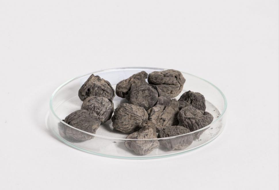 Noile descoperiri de la Pompei arată care era dieta romanilor şi tehnicile agricole antice 996082