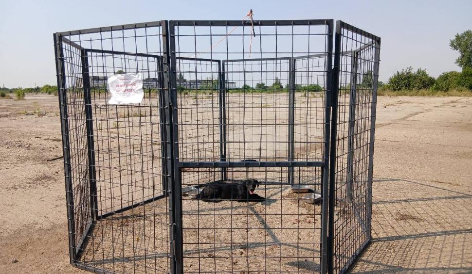 ASPA prinde câinii fără stăpân cu un nou țarc-capcană, ca să nu îi sperie 996506