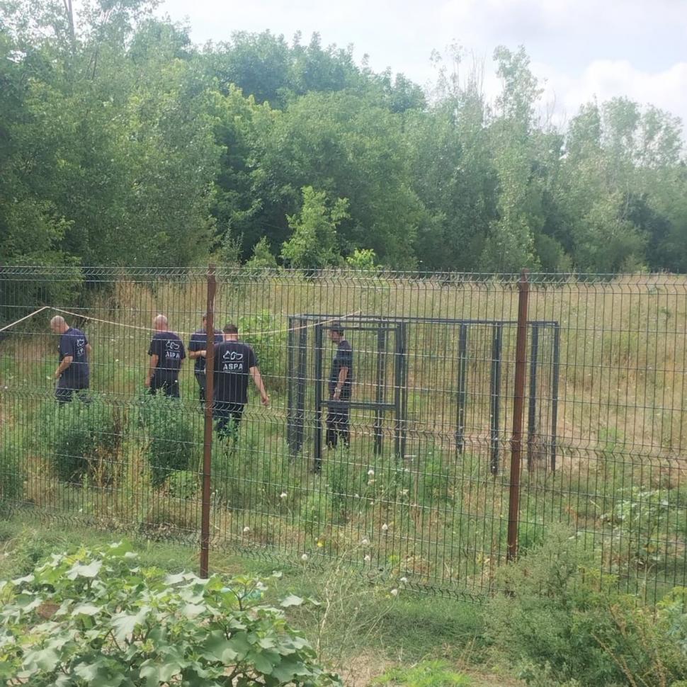 ASPA prinde câinii fără stăpân cu un nou țarc-capcană, ca să nu îi sperie 996508