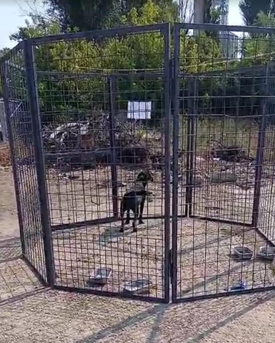 ASPA prinde câinii fără stăpân cu un nou țarc-capcană, ca să nu îi sperie 996510