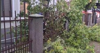 Cod roșu de furtună puternică la Iași. Mai mulți copaci au fost doborâți, opt mașini avariate și străzi inundate 996768