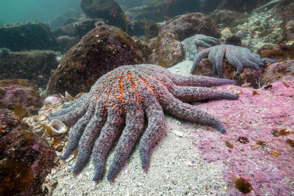 De ce miliarde de stele de mare s-au transformat în lipici: Cercetătorii au descoperit, după 12 ani, cauza epidemiei misterioase 996885