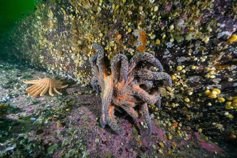 De ce miliarde de stele de mare s-au transformat în lipici: Cercetătorii au descoperit, după 12 ani, cauza epidemiei misterioase 996886