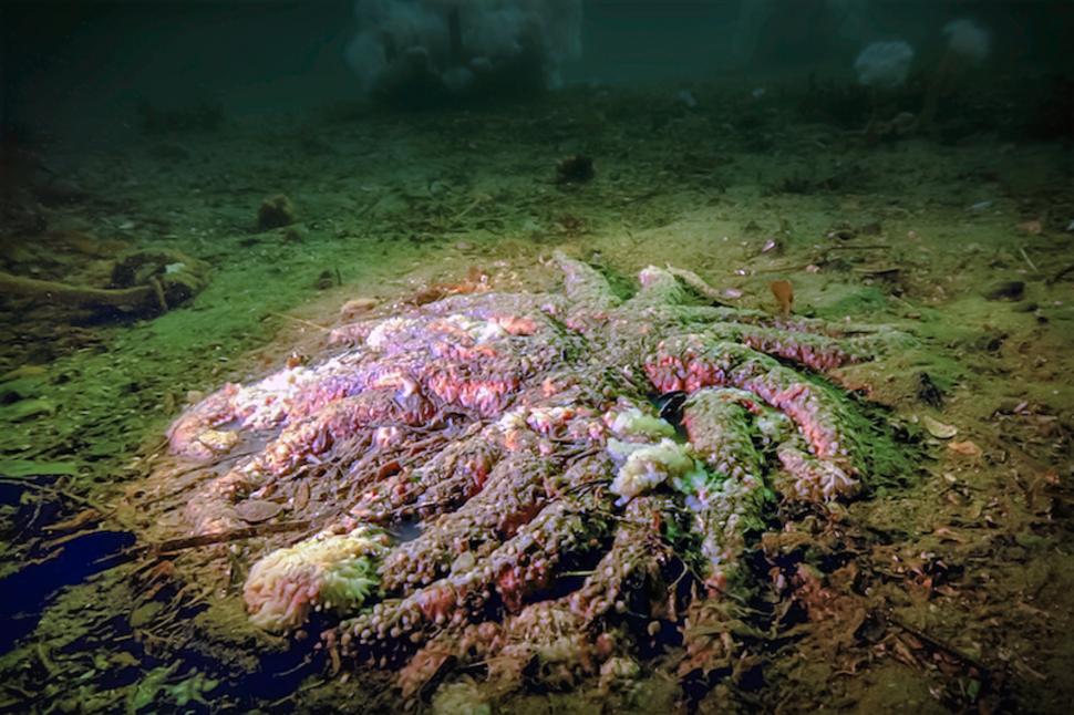 De ce miliarde de stele de mare s-au transformat în lipici: Cercetătorii au descoperit, după 12 ani, cauza epidemiei misterioase 996888