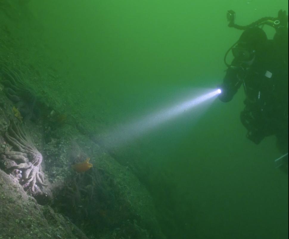 De ce miliarde de stele de mare s-au transformat în lipici: Cercetătorii au descoperit, după 12 ani, cauza epidemiei misterioase 996889