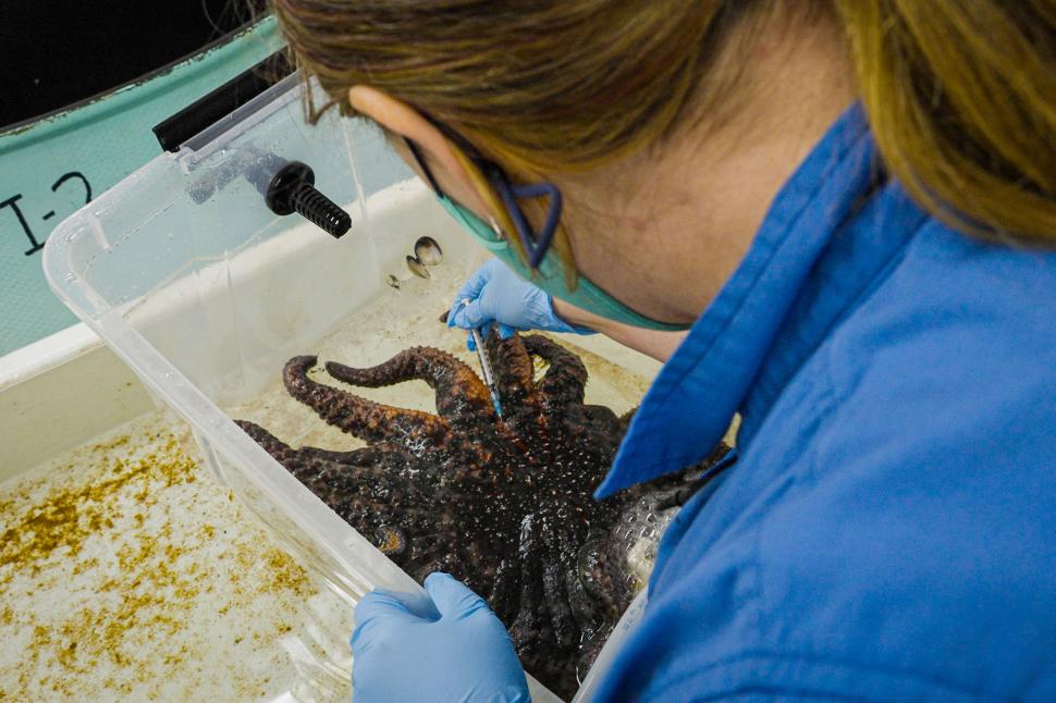 De ce miliarde de stele de mare s-au transformat în lipici: Cercetătorii au descoperit, după 12 ani, cauza epidemiei misterioase 996890