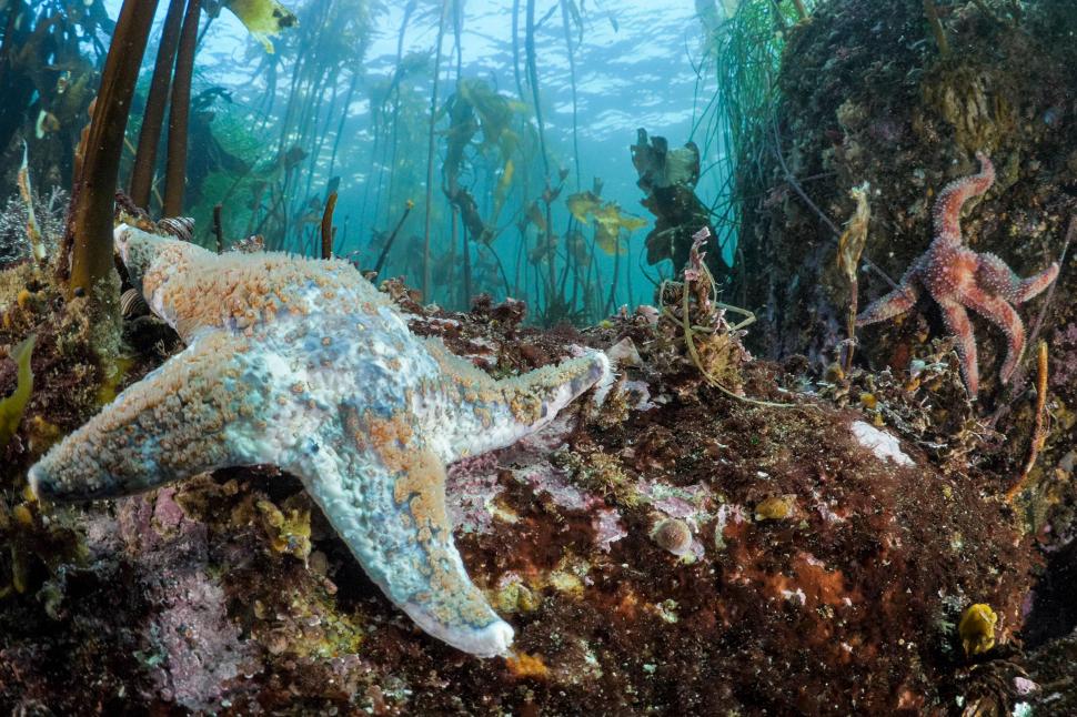 De ce miliarde de stele de mare s-au transformat în lipici: Cercetătorii au descoperit, după 12 ani, cauza epidemiei misterioase 996891