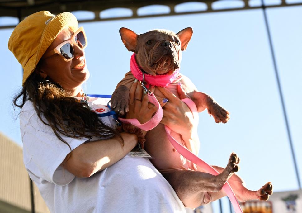 Cum arată "cel mai urât câine din lume". Petunia, un bulldog francez fără păr, a câştigat ediţia din 2025 997569