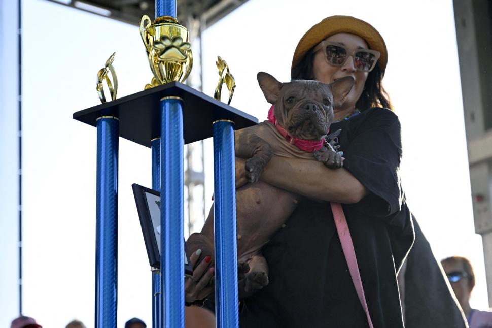 Cum arată "cel mai urât câine din lume". Petunia, un bulldog francez fără păr, a câştigat ediţia din 2025 997573