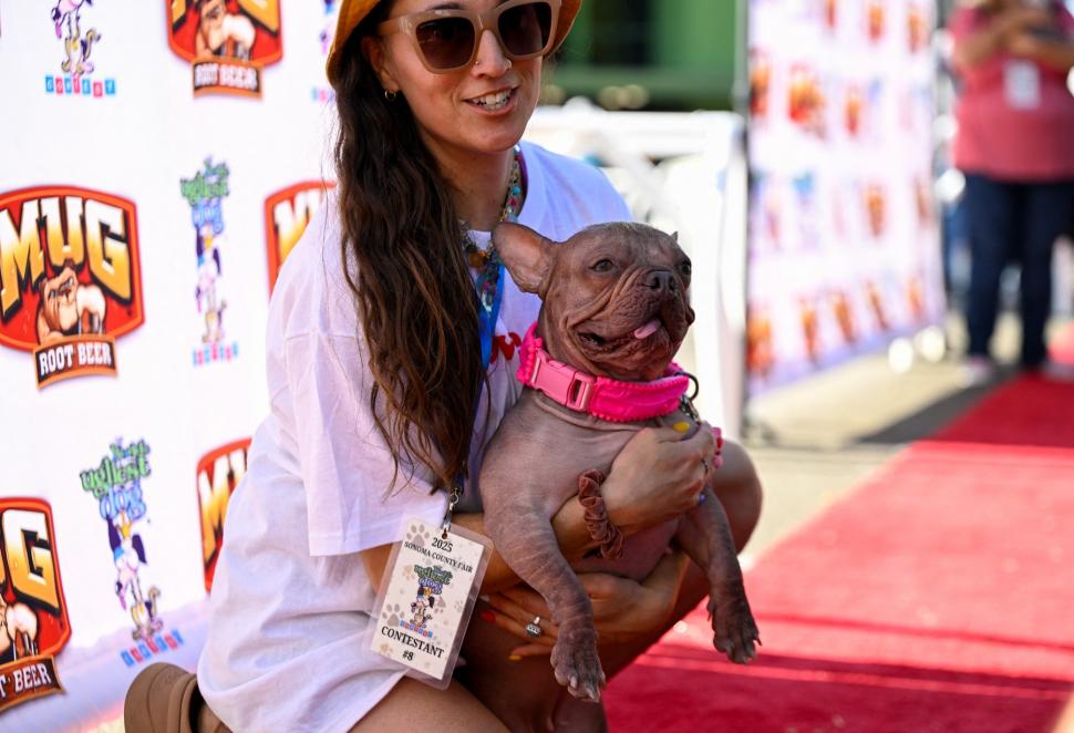 Cum arată "cel mai urât câine din lume". Petunia, un bulldog francez fără păr, a câştigat ediţia din 2025 997574