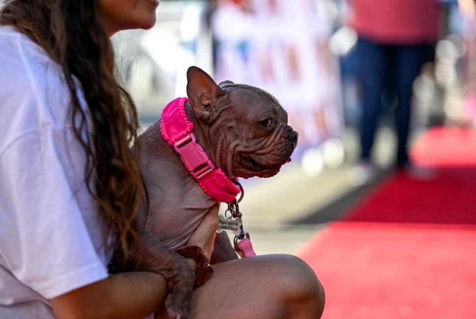 Cum arată "cel mai urât câine din lume". Petunia, un bulldog francez fără păr, a câştigat ediţia din 2025 997575