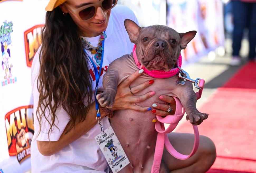 Cum arată "cel mai urât câine din lume". Petunia, un bulldog francez fără păr, a câştigat ediţia din 2025 997576