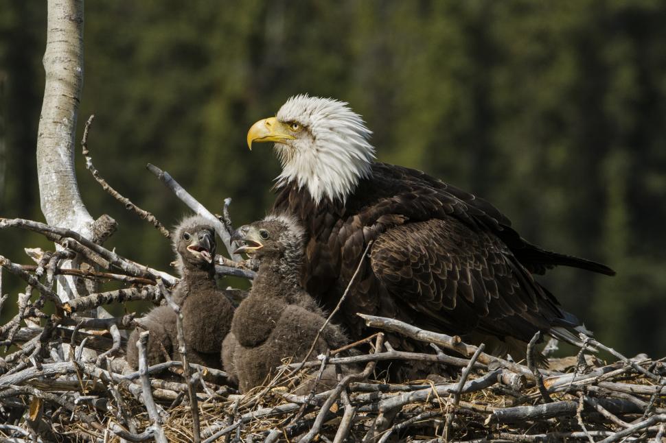 Un nou studiu arată că inversiunea sexuală la păsări este mai frecventă decât se credea 998449